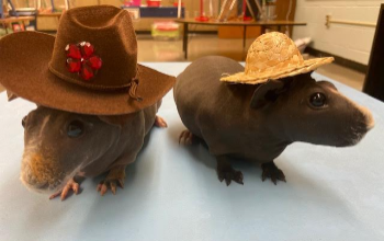 Skinny Pigs wearing hats